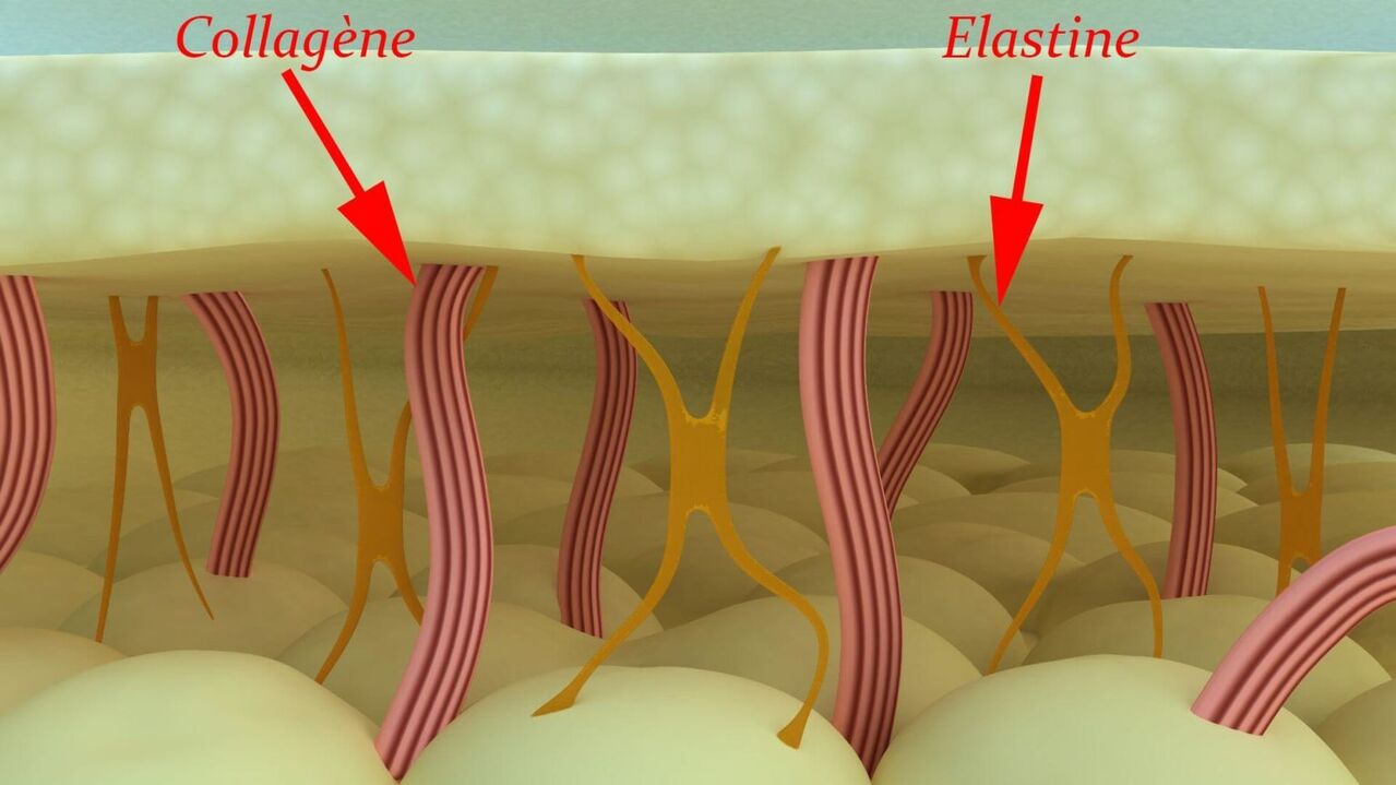 Collageen en elastine - structurele eiwitten van de huid